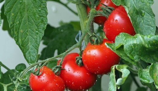 野菜の残留農薬の落とし方【トマトや人参など農薬を落とす洗い方も紹介】